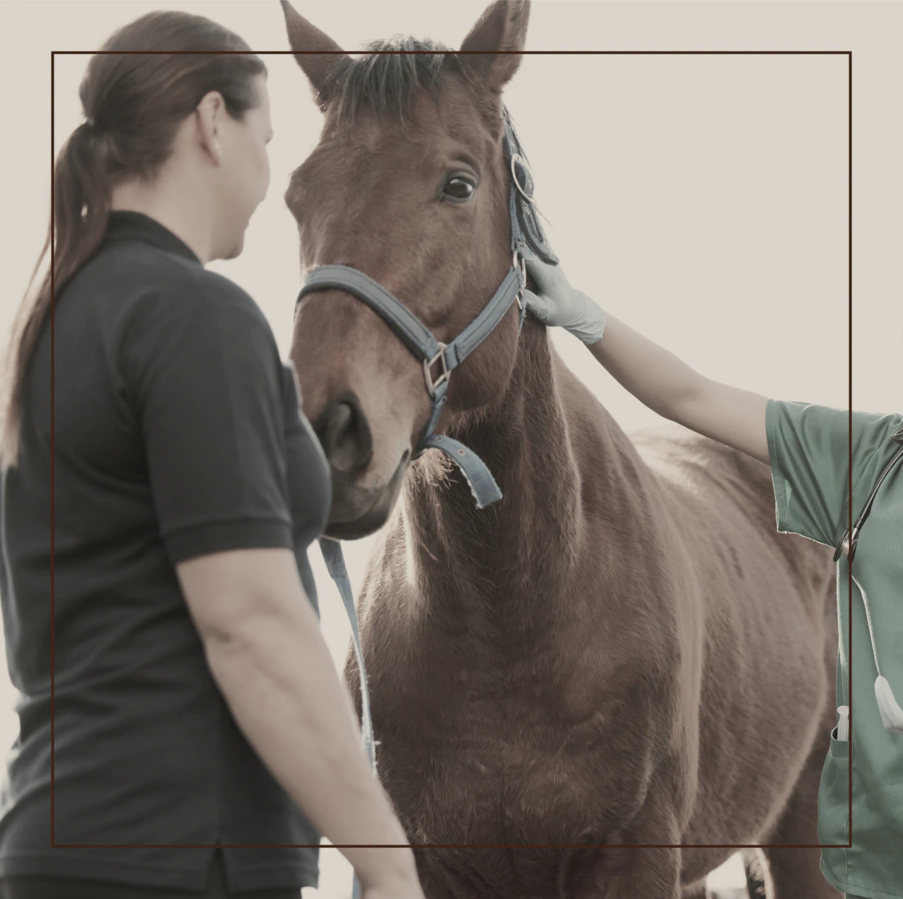 A handler holds a brown horse in a halter while a veterinarian in green scrubs strokes its neck