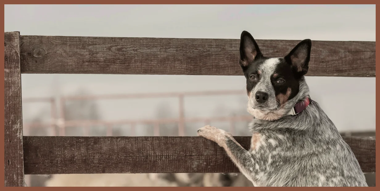 Australian cattle dog resting a paw on a wooden ranch fence