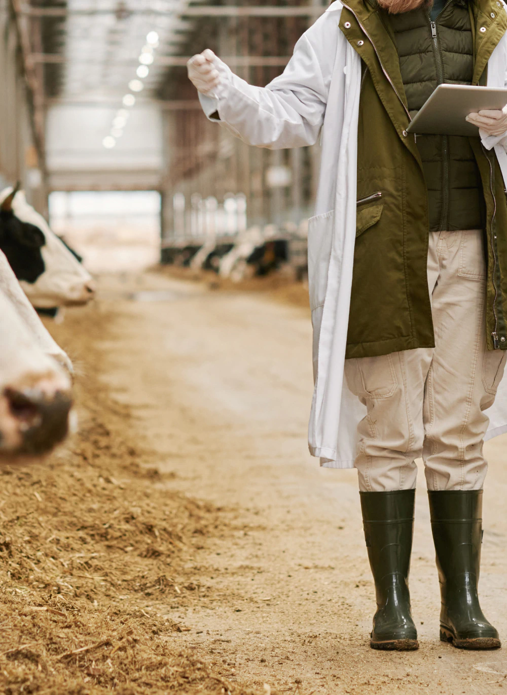 Mobile_MTD_A_Lifelong Veterinarian in a white coat holding a tablet in a dairy barn beside a row of cows