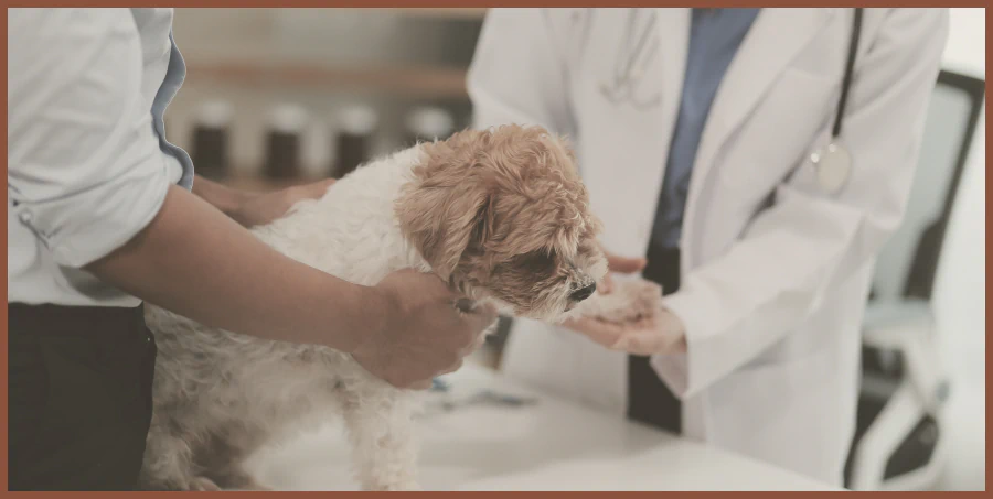 Veterinarian examining a small curly-coated dog on an exam table