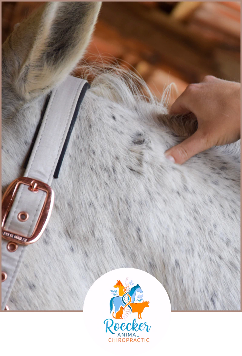 A hand giving a gentle chiropractic adjustment to a white horse, with the Roecker Animal Chiropractic logo