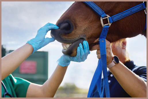 Gloved hands examining a horse’s mouth