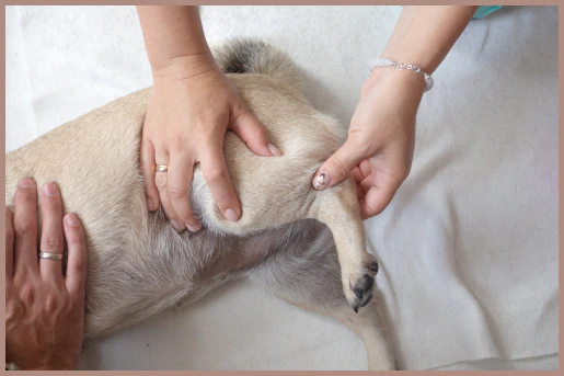 Hands gently working on a dog’s hind leg