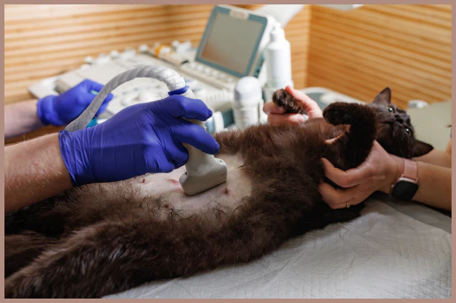 Veterinarian performing an ultrasound on a cat