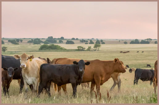 Cattle grazing in a pasture at sunset