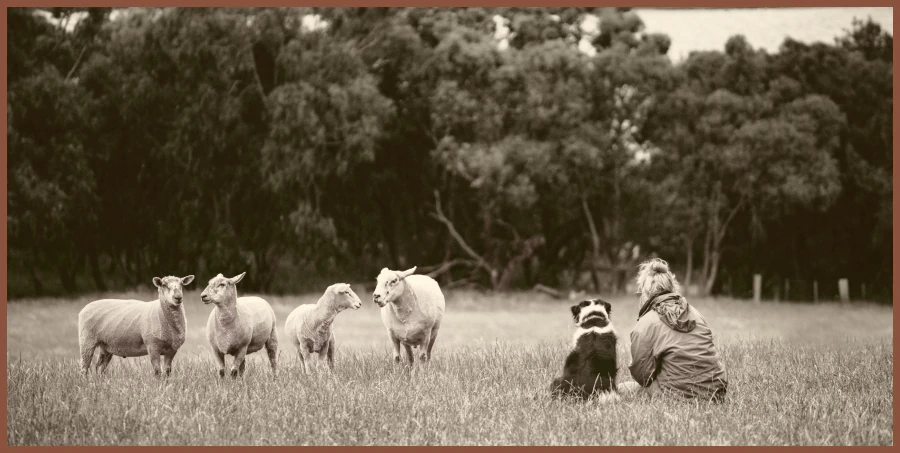 Woman and her dog sitting in a pasture watching a small flock of sheep