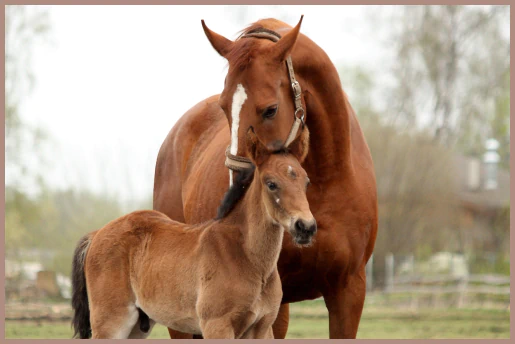 Mare standing with her foal