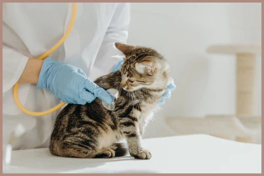 Veterinarian in blue gloves examining a kitten