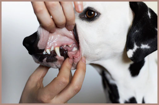 Close-up of a dog’s teeth during a dental exam