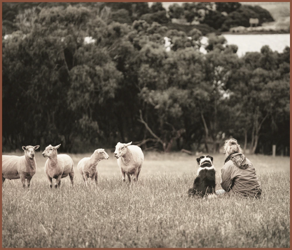 Woman and a herding dog sitting in a pasture watching a small flock of sheep